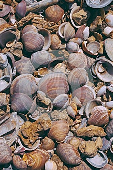 Seashells on sand background. Macro view of many different seashells as background. Seashells piled together at the seashore.