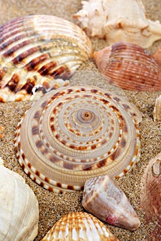 Seashells on the sand of a beach