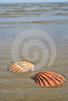 Seashells sand beach shoreline Sea of Cortez Baja, Mexico