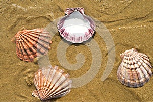 Seashells sand beach shoreline Sea of Cortez Baja, Mexico