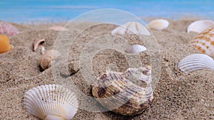 Seashells on the sand on a blue background in summer vacation