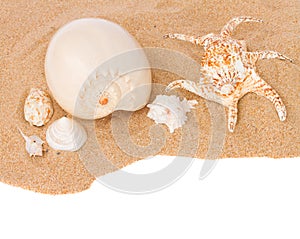 Seashells on sand border