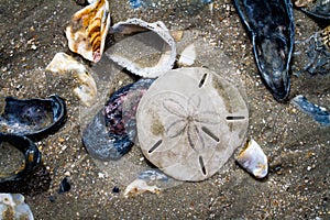 Seashells and Sand Dollar at Botany Bay Beach