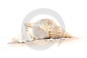 Seashells on sand isolated on white bakcground