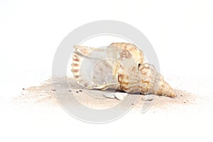 Seashells on sand isolated on white bakcground