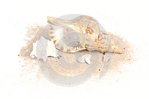 Seashells on sand isolated on white bakcground