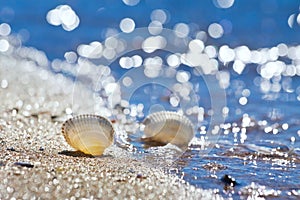 Seashells on a sand shore of Black Sea beach in backlight against deep blue clear sky, bright bokeh