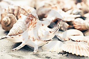 Seashells on the sand, summer beach background with copy space for text