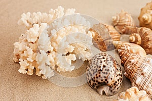 Seashells on the sand, summer beach background travel concept with copy space for text