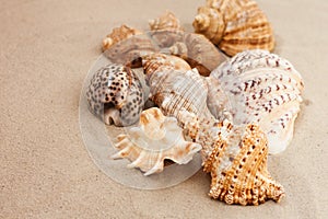 Seashells on the sand, summer beach background travel concept with copy space for text