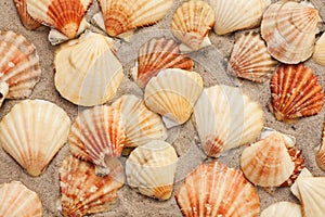 Seashells on the sand, summer beach tropical background travel concept with copy space for text