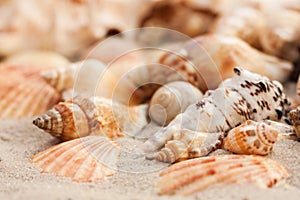 Seashells on the sand, summer beach tropical background travel concept with copy space for text