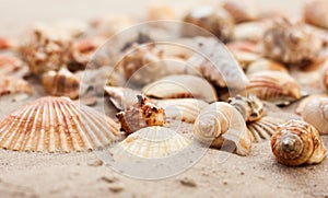 Seashells on the sand, summer beach tropical background travel concept with copy space for text