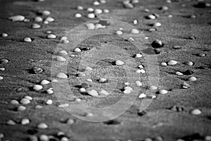 Seashells on Sandy Beach - Abstract Monochrome Marine Background