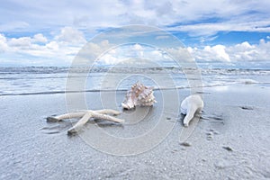 Seashells On Sandy Beach On Hilton Head Island