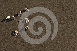 Seashells on sandy beach