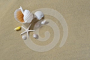 Seashells on the sandy beach