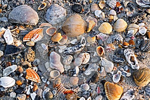 Seashells on Sandy Beach