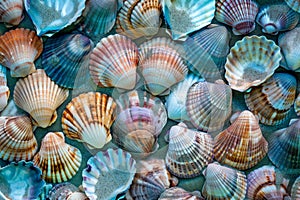 Seashells Scattered on the Ground