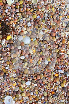 Seashells on Scottish beach