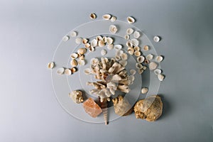 Seashells, sea horse, coral on a gray background, flatplay. texture of seashells. place for text