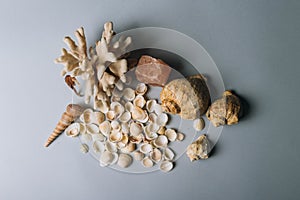 Seashells, sea horse, coral on a gray background, flatplay. texture of seashells. place for text