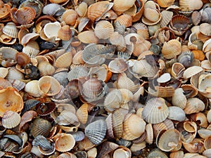 Seashells by the sea photo