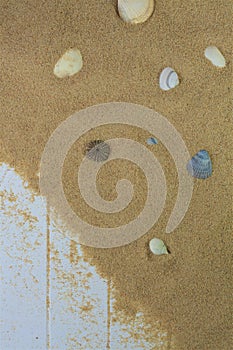 Seashells and sea-star on beach