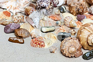 Seashells, sea stars, coral and stones on the sand, summer beach sea background travel concept