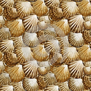 Seashells seamless pattern. marine watercolor background. sea underwater life.