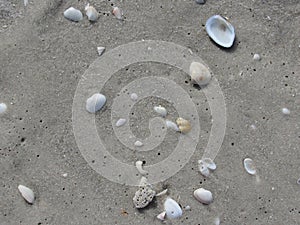 Seashells seashore