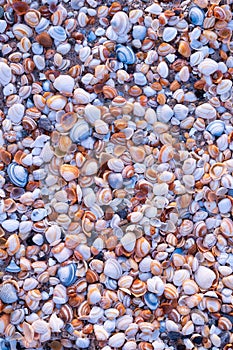 Seashells on the seashore as a background. Marine fauna. Natural background of natural materials.