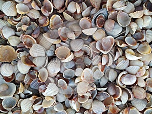 Seashells on the seashore. Marine shore texture