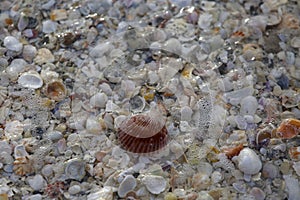 Seashells on the Seashore