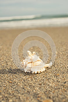 Seashells on the seashore ocean, sand, wave, grass, shoreline, beach, shell, sea