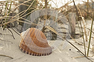 Seashells on the seashore ocean, sand, wave, grass, shoreline, beach, shell, sea