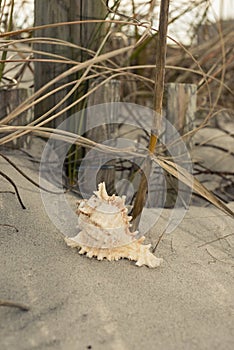 Seashells on the seashore ocean, sand, wave, grass, shoreline, beach, shell, sea
