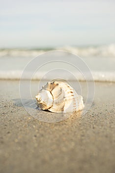 Seashells on the seashore ocean sand wave shoreline