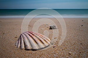 Seashells on seashore in Portugal beach Praia Da Ilha Deserta