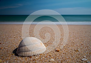Seashells on seashore in Portugal beach Praia Da Ilha Deserta