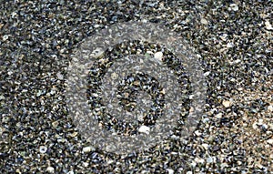 Seashells by the seashore on the sandy beach beside the wave close - up photography at Pattaya beach of Thailand