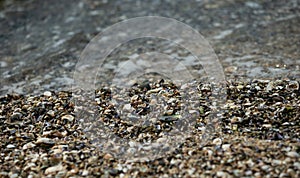 Seashells by the seashore on the sandy beach beside the wave close - up photography at Pattaya beach of Thailand