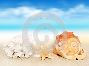 Seashells on seashore in tropical beach