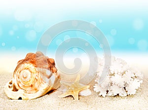 Seashells on seashore in tropical beach