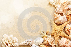 Seashells on seashore in tropical beach