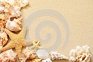 Seashells on seashore in tropical beach photo