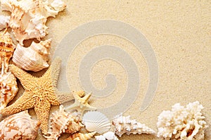 Seashells on seashore in tropical beach