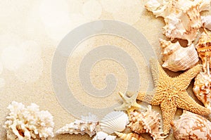 Seashells on seashore in tropical beach photo