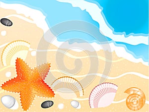 Seashells, seastar on beach and sea background
