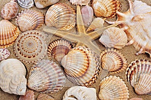 Seashells and seastar on the sand photo